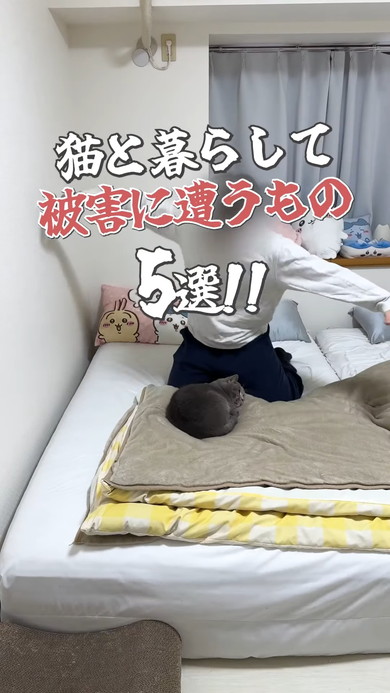 猫ちゃんと暮らして被害にあうものを紹介