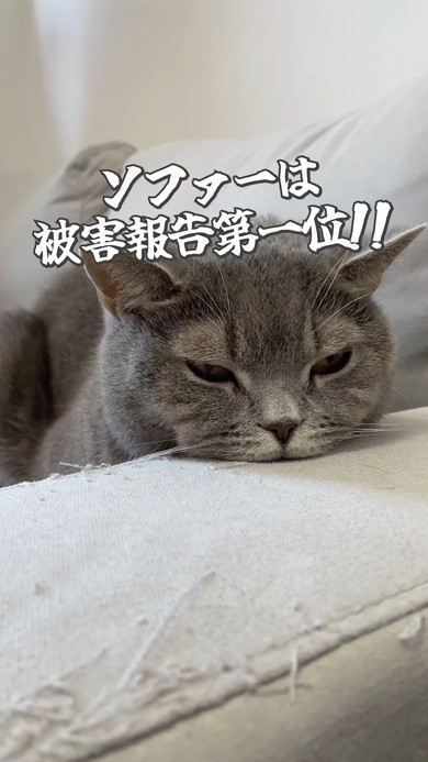 ソファの肘置きにアゴを乗せる猫ちゃん