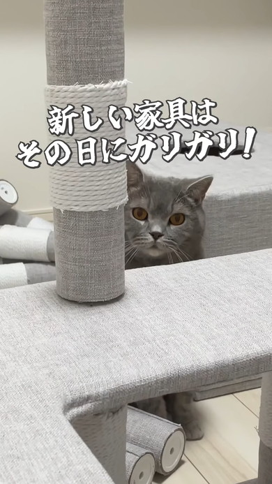 キャットタワーで爪とぎをした猫ちゃん