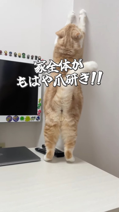壁で爪とぎをしている猫ちゃん