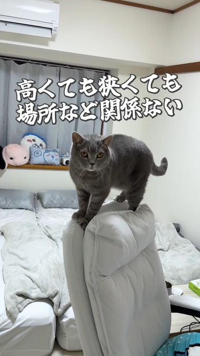 チェアの背で爪とぎをした猫ちゃん