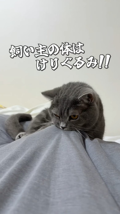 布団の上で飼い主さんをけりぐるみ代わりにする猫ちゃん