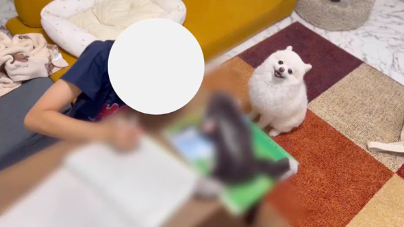 勉強を監視するワンコ