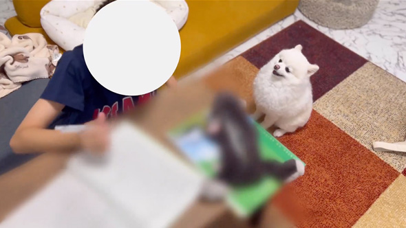 勉強を監視するワンコ