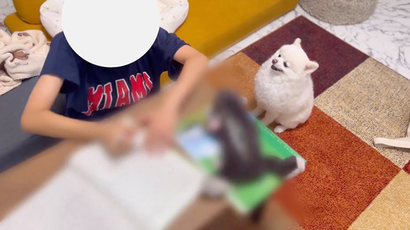 勉強を監視するワンコ