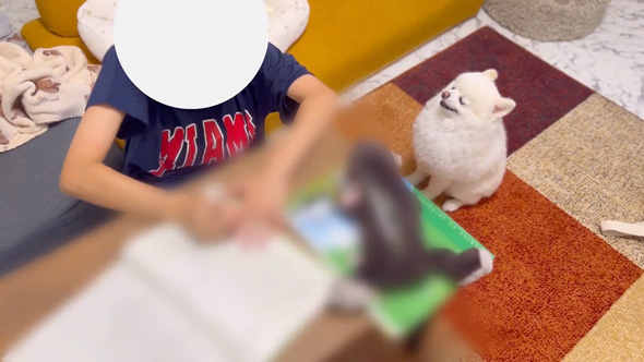 勉強を監視するワンコ