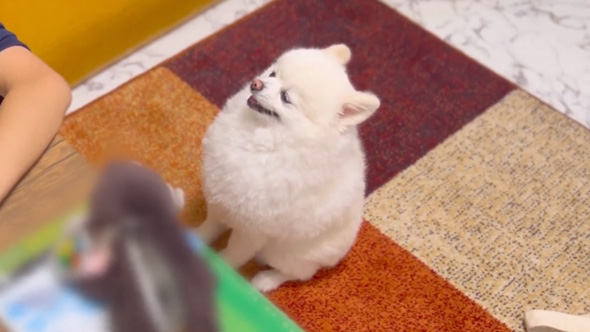 勉強を監視するワンコ