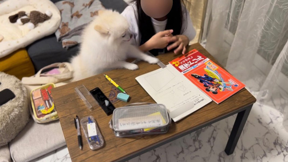 しっかり教える家庭教師ワンコ