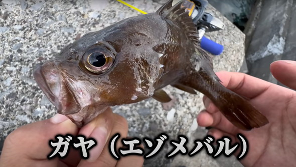 100均釣り竿で釣り