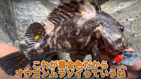100均釣り竿で釣り