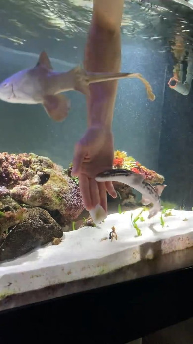 手にくっつくサメ