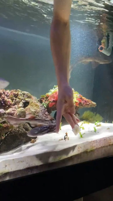 指に触れるサメ