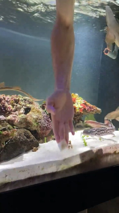 Uターンするサメ