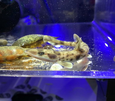 サメの顔