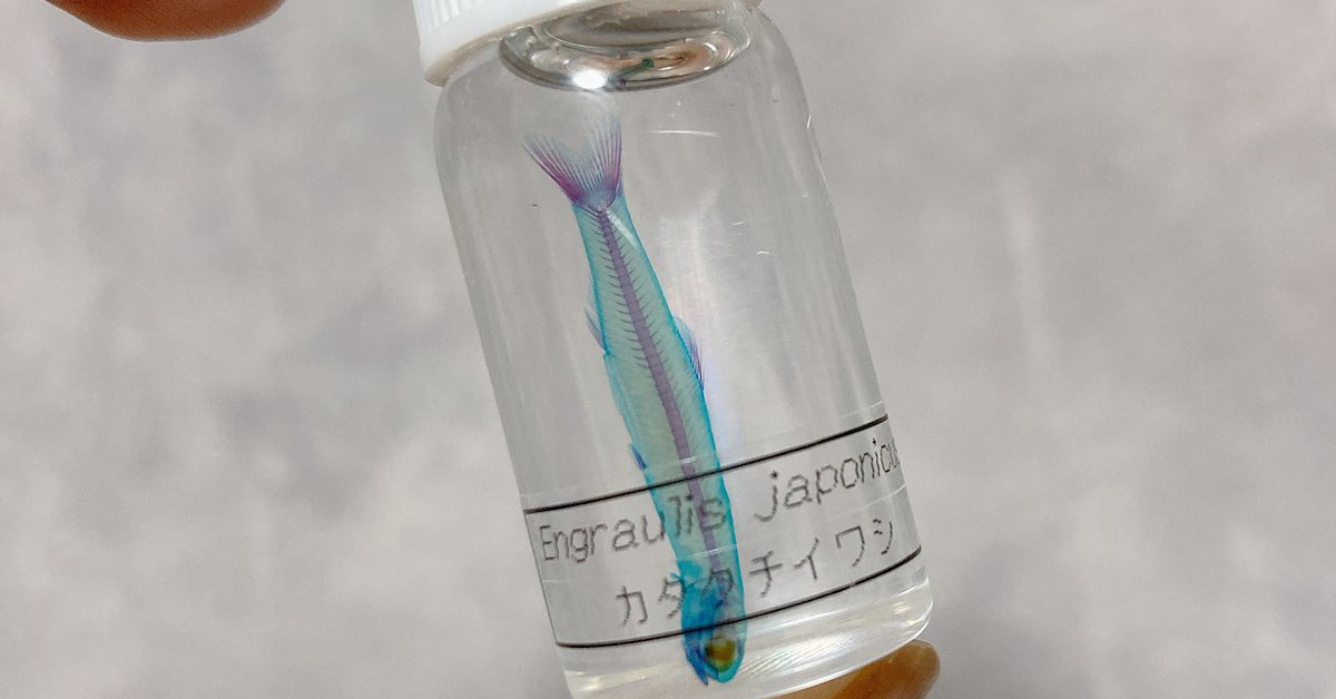 夫「お土産にシラス買ってきたよ」→渡されたのは……？　“予想外すぎる品”にツッコミ殺到　「センス良すぎやろ」「うれしいかも」（1/3） | ライフスタイル ねとらぼ