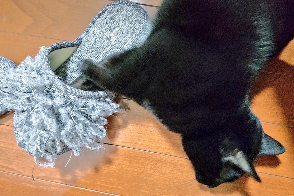 ニャンコによりつま先部分をほぐされたスリッパ