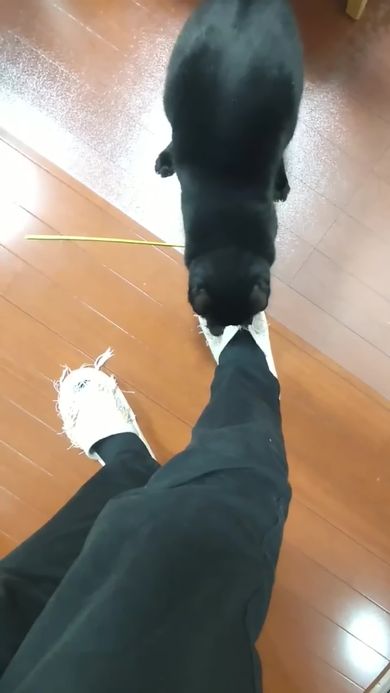 スリッパをアートへ変えていくニャンコ