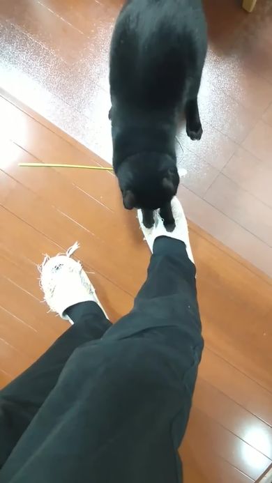 スリッパをアートへ変えていくニャンコ