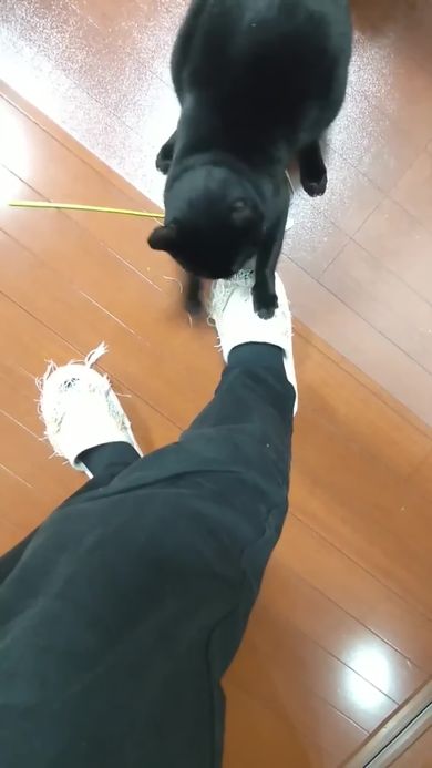 スリッパをアートへ変えていくニャンコ