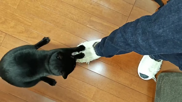 スリッパをアートへ変えていくニャンコ