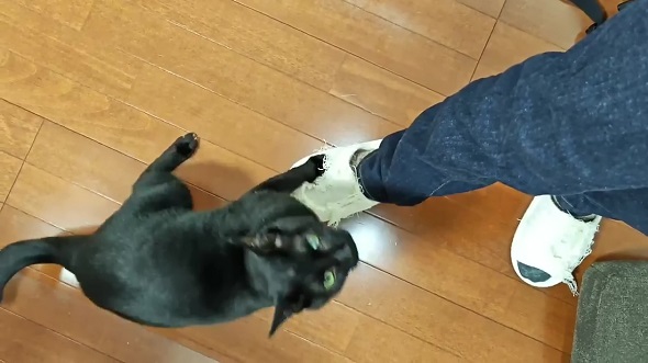 スリッパをアートへ変えていくニャンコ