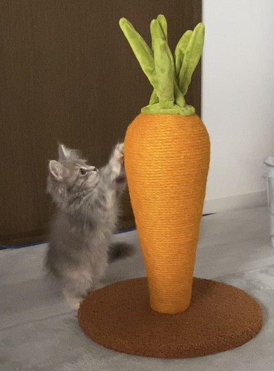 爪とぎをするサイベリアンの子猫ちゃん