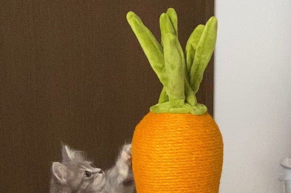 爪とぎをするサイベリアンの子猫ちゃん