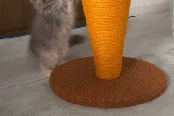 爪とぎをするサイベリアンの子猫ちゃん