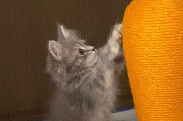 爪とぎをするサイベリアンの子猫ちゃん