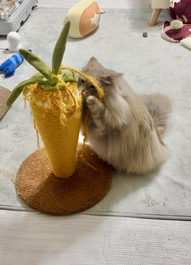 爪とぎをするサイベリアンの猫ちゃん