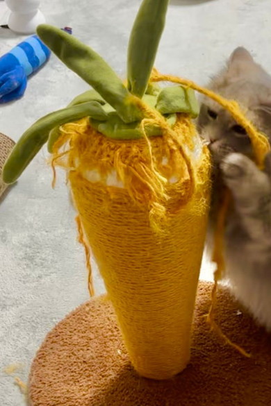 爪とぎをするサイベリアンの猫ちゃん