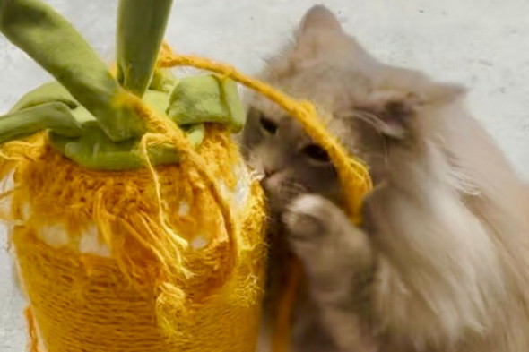爪とぎをするサイベリアンの猫ちゃん