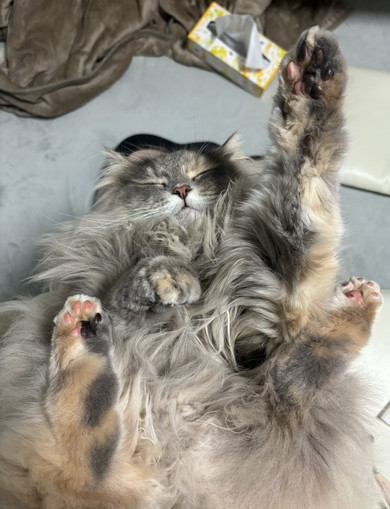 サイベリアンの猫ちゃん