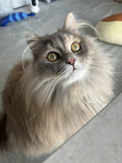 サイベリアンの猫ちゃん