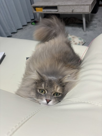 サイベリアンの猫ちゃん