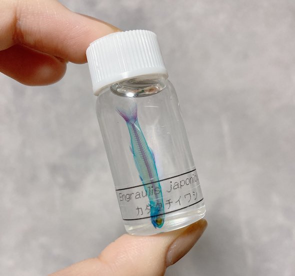 夫がお土産に買ってきたシラス