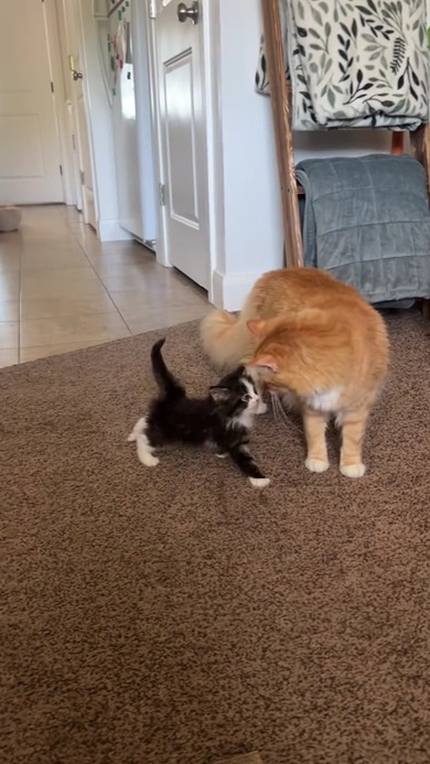 先住猫と子猫