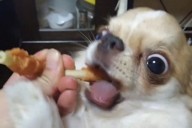 オヤツを食べる犬