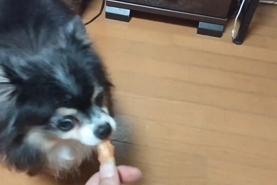 オヤツを食べる犬
