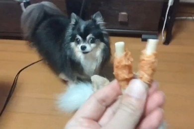 オヤツを見る犬