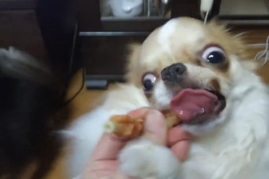 オヤツにかぶりつく犬