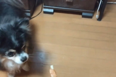 オヤツを見る犬