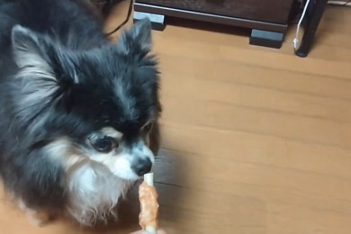 においをかぐ犬