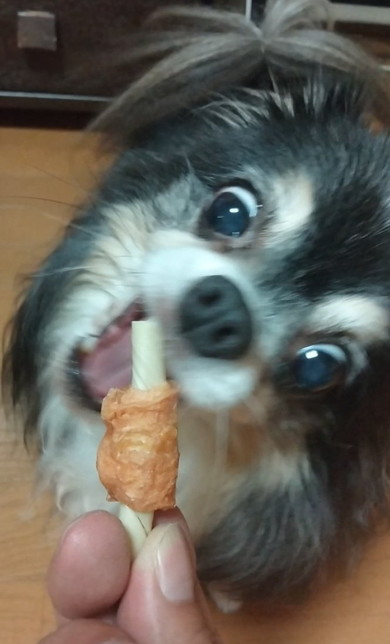 食いつく犬
