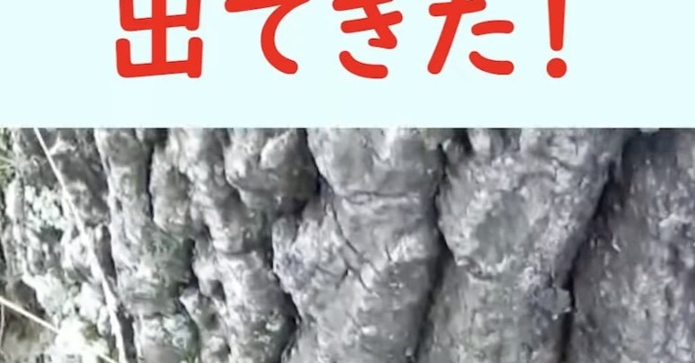クヌギの木の根元を、棒でかき分けてみると……　「ウワッ」と思わず声が出る光景にドキドキが止まらない（1/3） | その他生き物 ねとらぼ