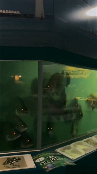 桂浜水族館で展示されているアカメの魚群