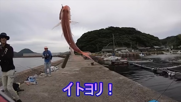 梅雨入りの堤防で巨大魚が釣りあがる