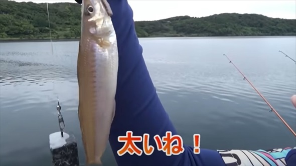 梅雨入りの堤防で巨大魚が釣りあがる
