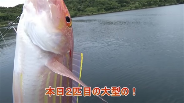 梅雨入りの堤防で巨大魚が釣りあがる