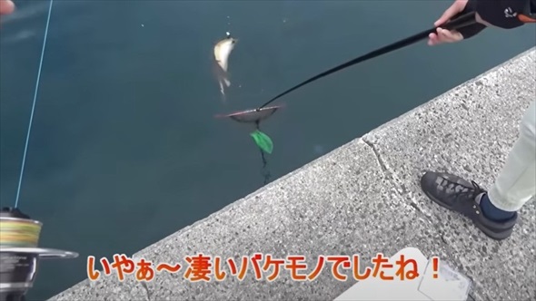 梅雨入りの堤防で巨大魚が釣りあがる